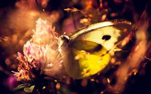 Flowers-and-butterflies-1800x2880[1]