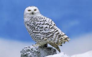 Snowy-Owl-900x1440[1]