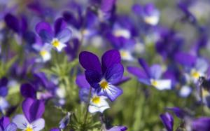 violets-flower-1800x2880[1]